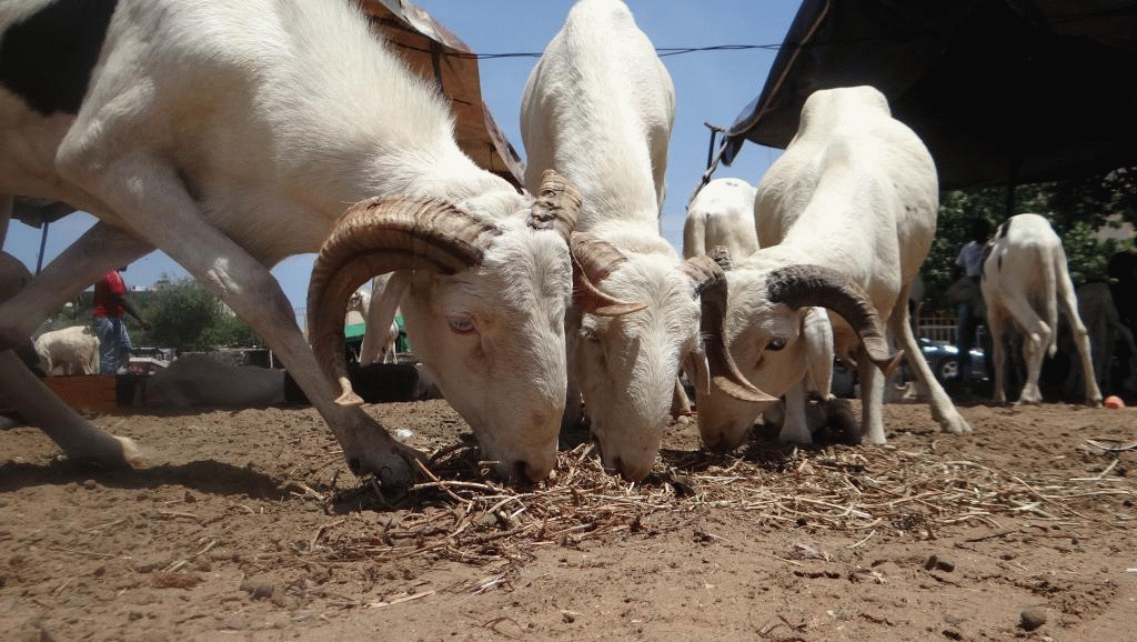 TABASKI : L’APPROVISIONNEMENT EN MOUTONS ENCORE TRIBUTAIRE DES IMPORTATIONS