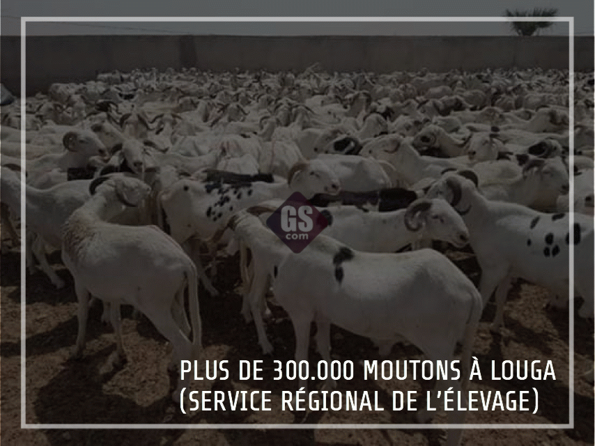 PLUS DE 300.000 MOUTONS À LOUGA (SERVICE RÉGIONAL DE L’ÉLEVAGE)