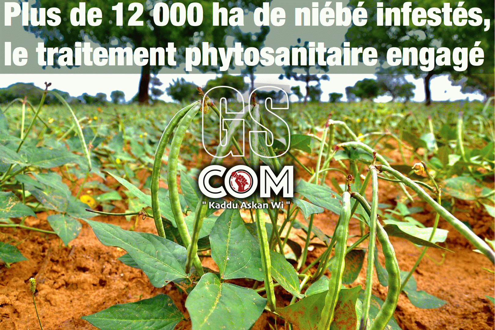 Plus de 12 000 ha de niébé infestés, le traitement phytosanitaire engagé.