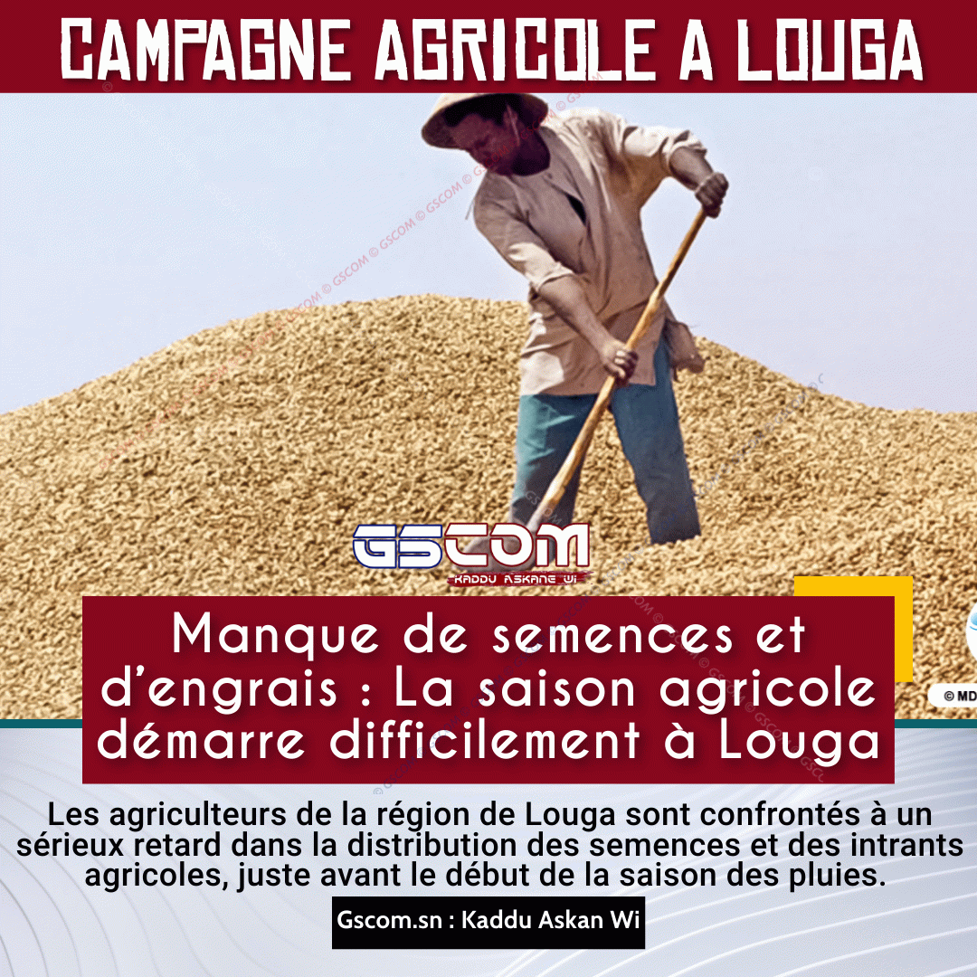 Manque de semences et d’engrais : La saison agricole démarre difficilement à Louga